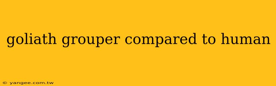 goliath grouper compared to human