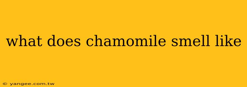 what does chamomile smell like