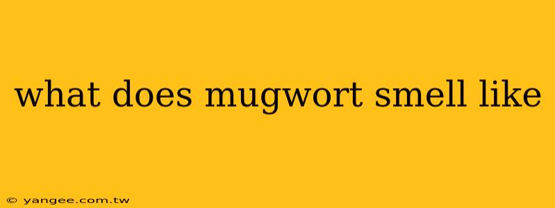 what does mugwort smell like