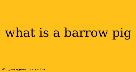 what is a barrow pig