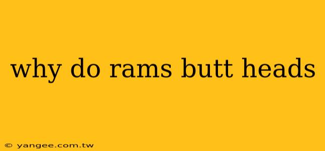 why do rams butt heads